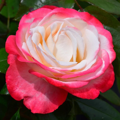 Double rose bloom with bright pink-red petals and creamy white center