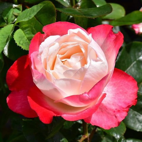 Rose flower with pale white center, pink edging, and red outer petals with leaves