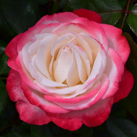 Close-up rose flower with red outer petals and pale white center with pink highlights