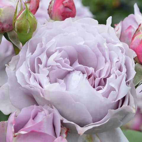 Close-up of pale lavender rose with ruffled petals and buds