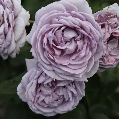 Lilac rose cluster with layered ruffled petals and surrounding blooms