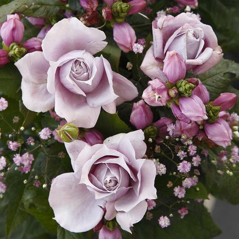 Mixed pink and lilac rose flowers with buds and tiny blossoms