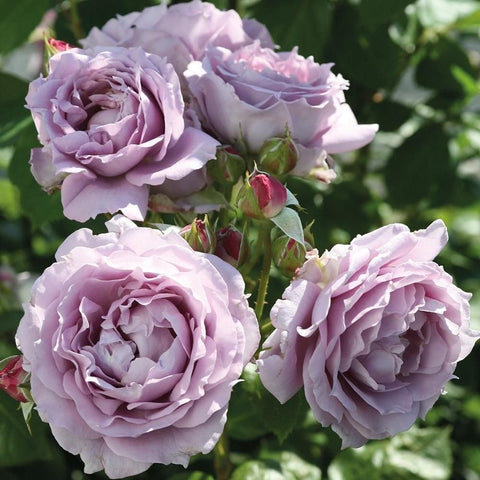 Lavender-purple rose blooms with green buds and leaves