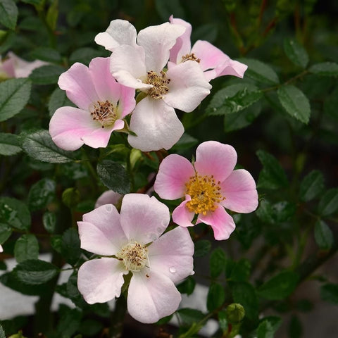Nozomi rose plant with pale pink and white five-petal blossoms and yellow centers