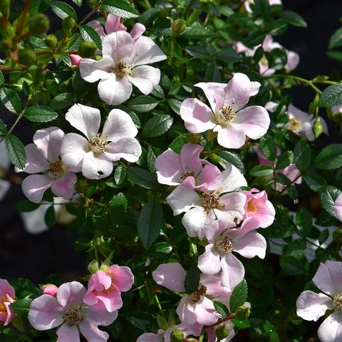 Rose blossoms on green foliage, with pale pink petals and golden yellow centers