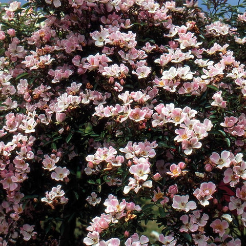 Dense rose shrub covered with pale pink and cream flowers with yellow centers