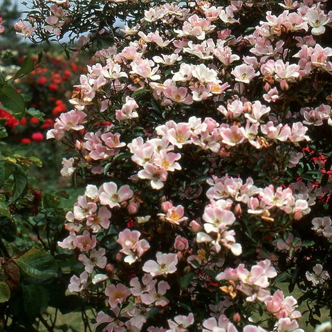 Blooming rose shrub with pale pink blossoms and green leaves