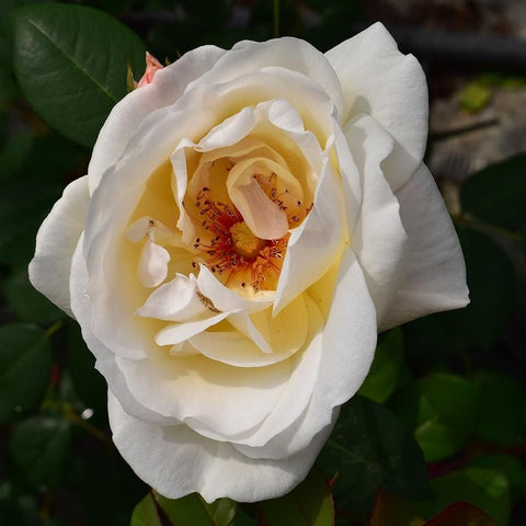 White double rose bloom with golden-orange center and green leaves