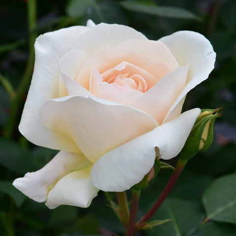 Cream-white double rose bloom with pale yellow center and green leaves on stem