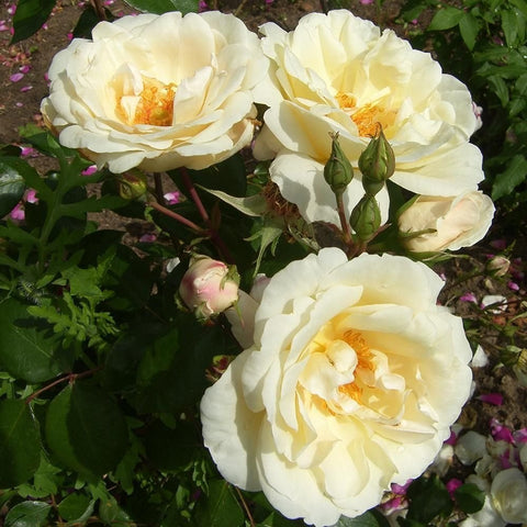Cluster of pale cream double roses with green buds and leaves on stems