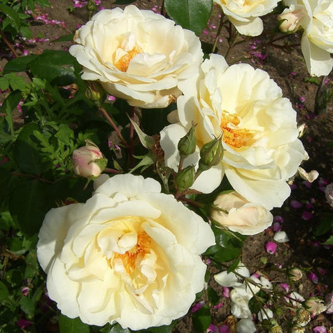 Cream-yellow double roses with buds and green leaves in a flower cluster