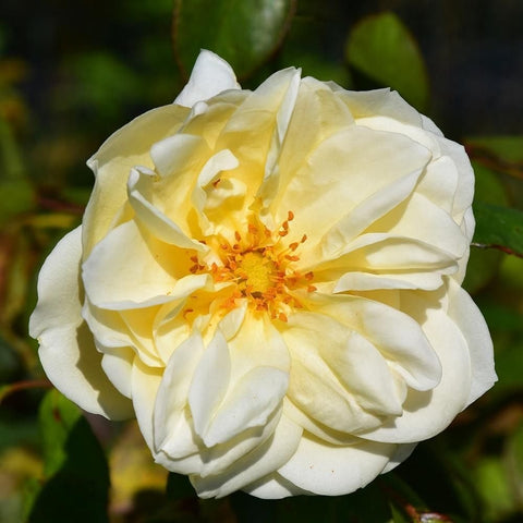 Pale yellow double rose bloom with bright orange center and green foliage