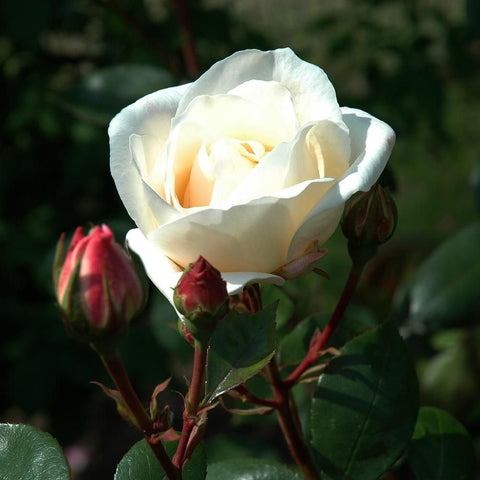 White rose bloom with green leaves and nearby red buds on stems