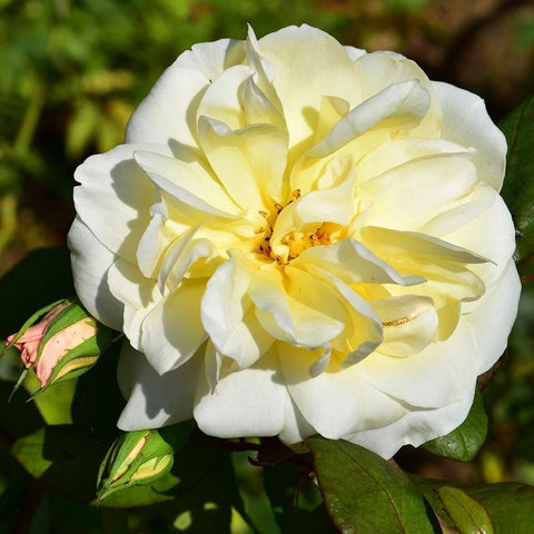 Pale yellow double rose bloom with orange center and green leaves