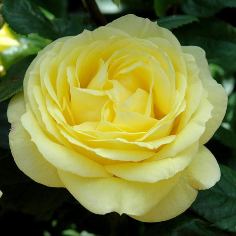 Norwich Union rose bloom, pale yellow with layered petals
