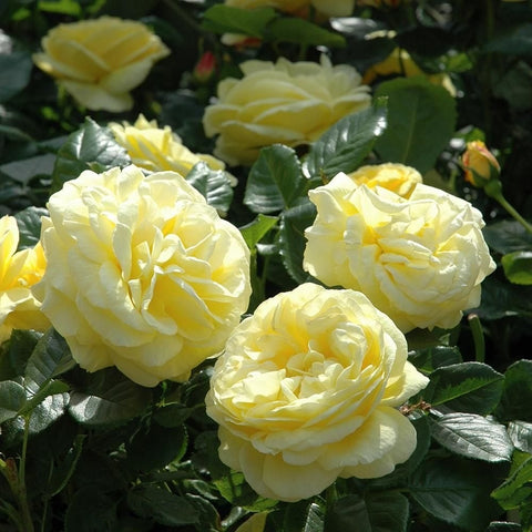 Cluster of pale yellow rose blooms with dark green leaves