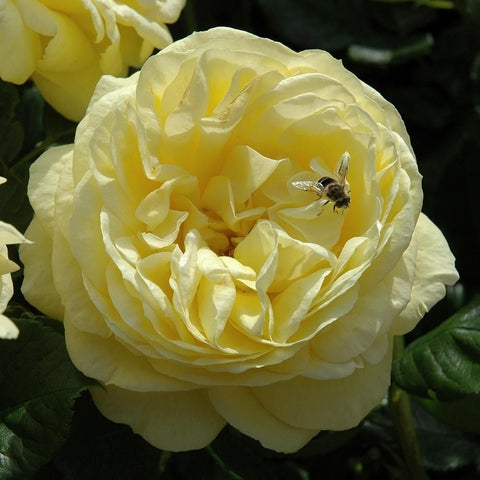 Pale yellow rose with layered petals and small insect on bloom