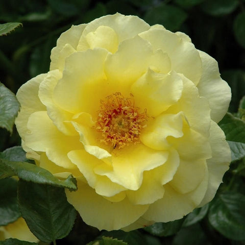 Light yellow rose bloom with red-orange stamen center and green leaves