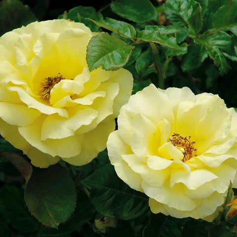 Three pale yellow rose blooms on leafy green stems