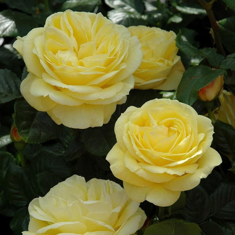 Set of pale yellow rose blooms with layered petals and glossy green leaves