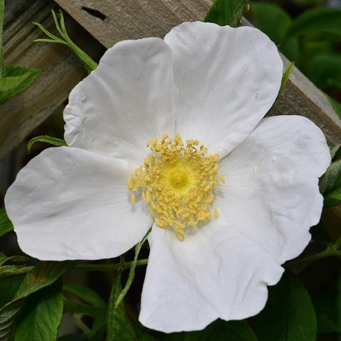 White flower with yellow center and green leaves