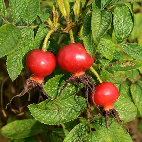 Red berry cluster on green leafy stems