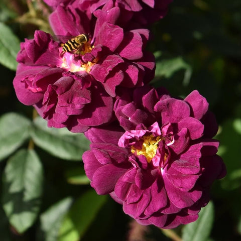 Nuits De Young rose blooms: deep magenta double flowers with yellow centers