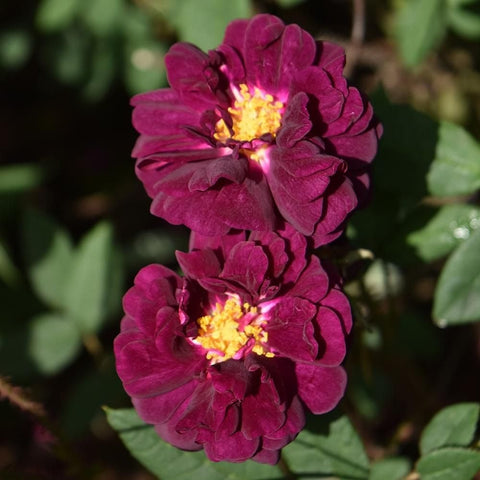 Nuits De Young rose: two deep magenta double blossoms with bright yellow centers