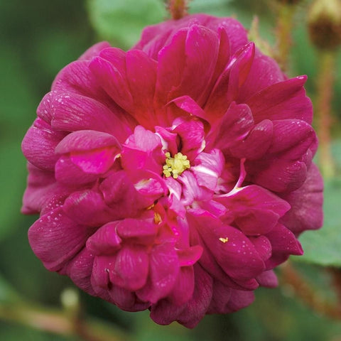 Nuits De Young rose: hot pink double flower with a yellow center