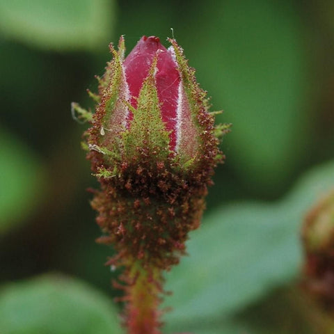Nuits De Young rose bud: fuzzy green-red bud on a stem