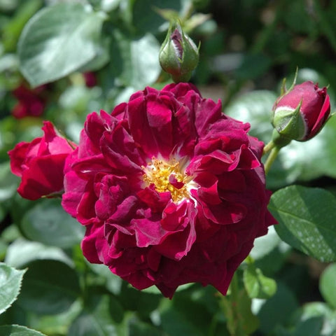 Nuits De Young rose: vivid magenta double flower with yellow center and two green buds