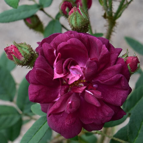 Nuits De Young rose: large dark magenta double bloom with yellow center and nearby buds