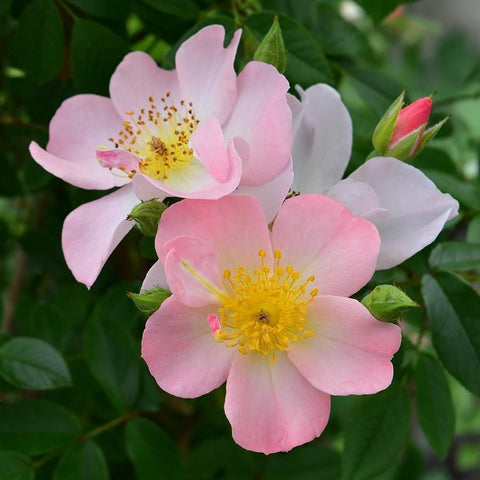 Pink and white rose blossoms with yellow centers and green leaves