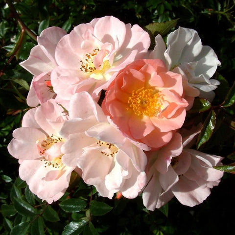 Cluster of light pink rose flowers with yellow stamens and green foliage