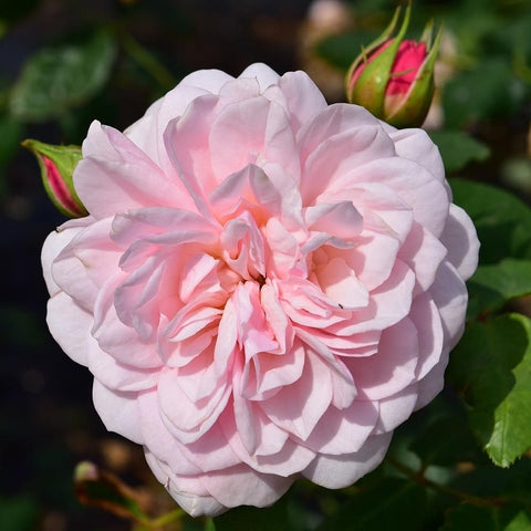 Single pale pink rose bloom with layered petals and green leaves