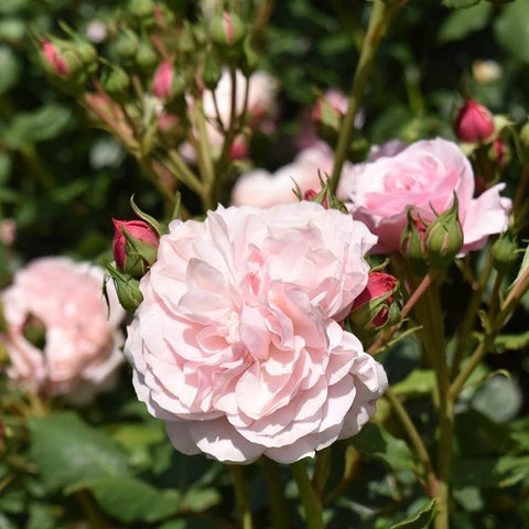 Light pink double rose flower with green leaves and unopened buds