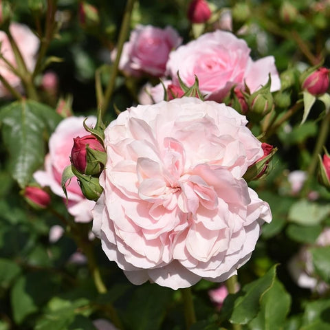 Large pale pink rose bloom with surrounding buds and green leaves