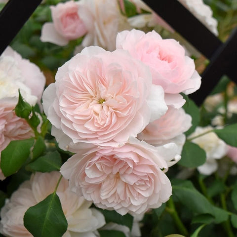 Creamy pink double rose blossoms on a green-leafed stem