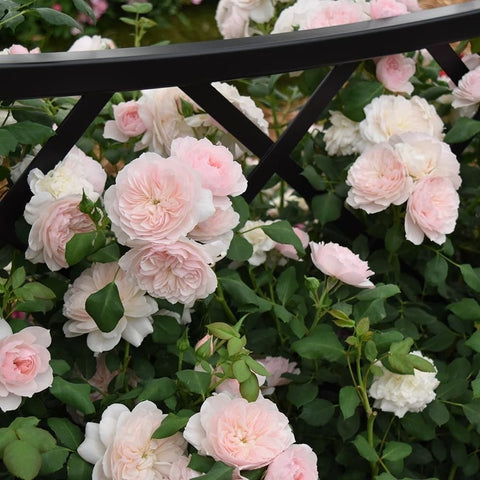 Pink and white rose flowers with green leaves growing along stems