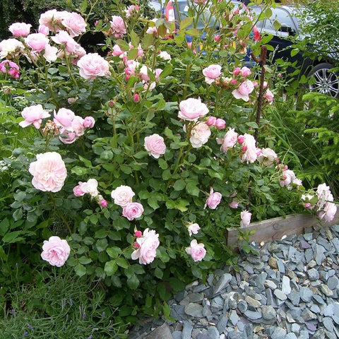 Pink rose bushes with many blooms and green leaves