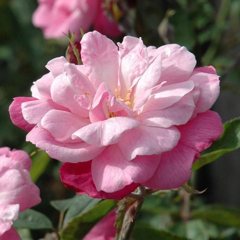 Blush pink rose bush blossoms with layered petals and yellow stamens