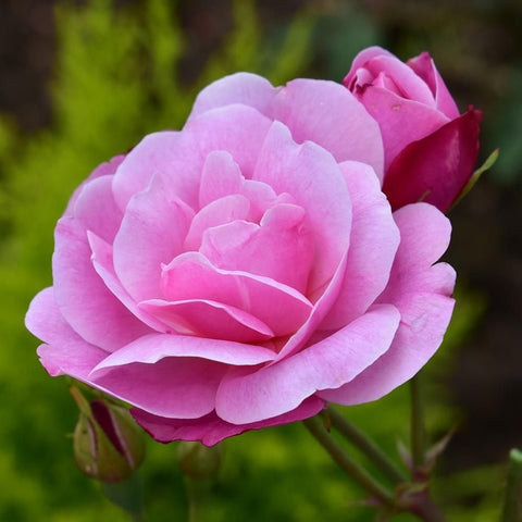 Pink rose bloom with layered petals and green buds on stems