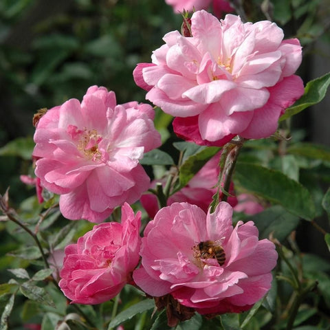 Pink rose climber plant with multiple blooms, buds, green leaves, and a bee