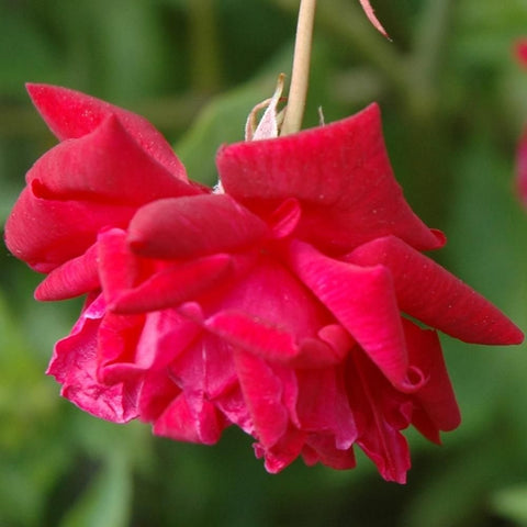 Red double-flowered rose with layered petals on a stem, close-up.
