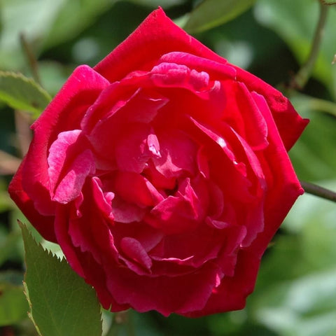 Vivid red rose bloom with tightly layered petals on a green stem.