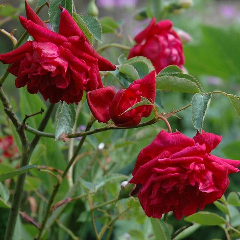Cluster of red roses and buds on branching stems with green leaves.