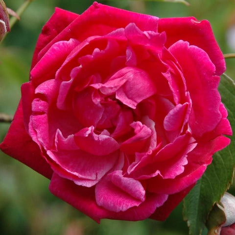 Large red rose bloom with ruffled, layered petals on a stem.