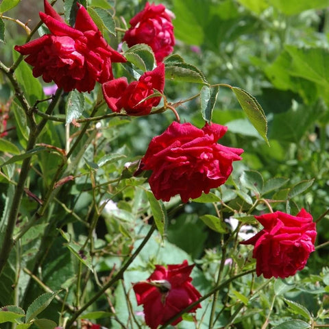 Multiple red rose blooms and buds on leafy stems in a garden.