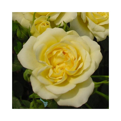 Cream and pale yellow rose bloom with layered petals