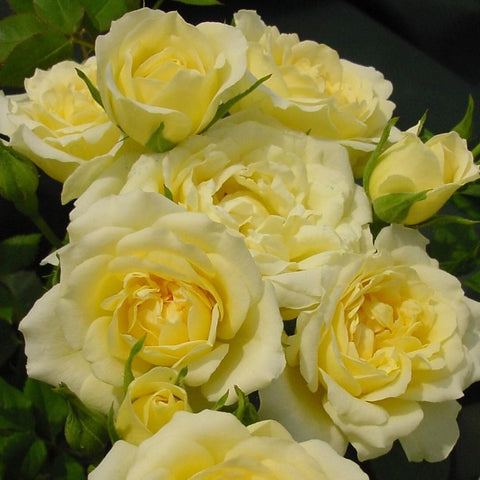 Cluster of pale yellow rose blooms with layered petals